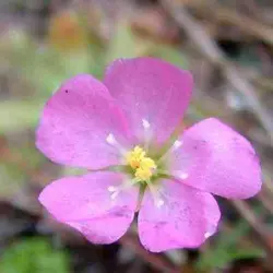 بذر گیاه حشره خوار دروزرا - Drosera spatulata Kansai type - فروشگاه دنیای گیاهان گوشت خوار