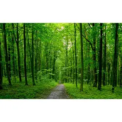 پوستر کاغذ دیواری سه بعدی طبیعت NL0009