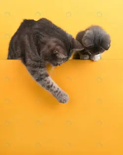 بنر وکتور تبریک عید نوروز - مرجع دانلود فایلهای دیجیتالی