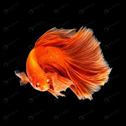 وکتور سالن ورزشی بدنسازی - مرجع دانلود فایلهای دیجیتالی