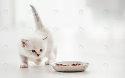 قالب لایه باز پست اینستاگرام بدنسازی - مرجع دانلود فایلهای دیجیتالی