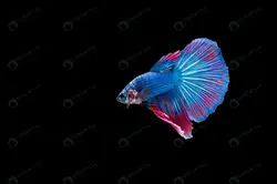 مرد ورزشکار در باشگاه بدنسازی - مرجع دانلود فایلهای دیجیتالی