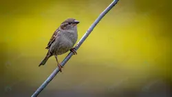 فضای داخلی باشگاه بدنسازی با تجهیزات ورزشی - مرجع دانلود فایلهای دیجیتالی