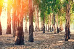 عکس درختان اکالیپتوس - مرجع دانلود فایلهای دیجیتالی