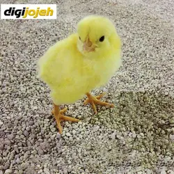 بستر نگهداری ویژه طیور