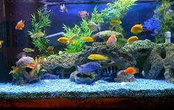 جای خواب سگ و گربه لویی ویتان🇮🇷قیمت ۵۲۰,۰۰۰ تومان|آکواتول