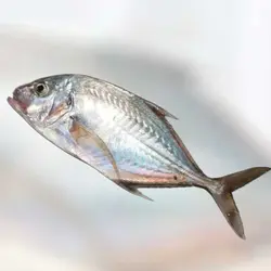 ماهی جَش