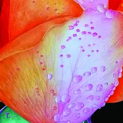 تابلو نقاشی با خودکار Special Flower کد PN10