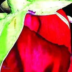 تابلو نقاشی با خودکار طرح گل رز قرمز کد PN6