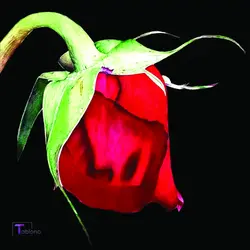 تابلو نقاشی با خودکار طرح گل رز قرمز کد PN6