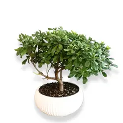 گلدان بونسای میخک هندی