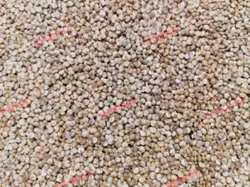 دانه کینوا سفید ایرانی