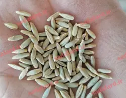 دانه چاودار