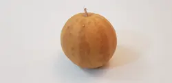 حنظل (هندوانه ابوجهل)