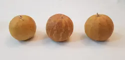 حنظل (هندوانه ابوجهل)