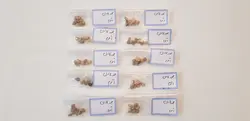 بخور لادن