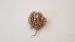 پنجه مریم یا کف مریم (نگون سار یا سیکلامن)