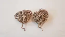پنجه مریم یا کف مریم (نگون سار یا سیکلامن)