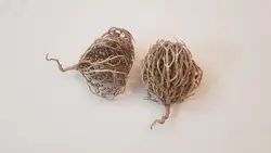 پنجه مریم یا کف مریم (نگون سار یا سیکلامن)