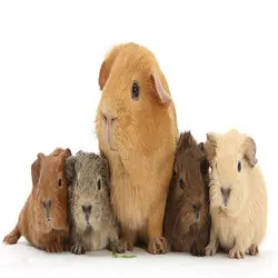 17 افکت صدای خوکچه هندی