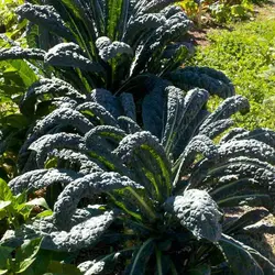 کیل توسکان   Tuscan Kale