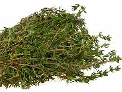 آویشن تازه Thyme
