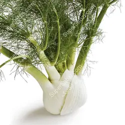 رازیانه تازه Fennel