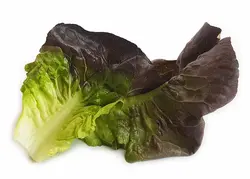 کاهو لیتل جم قرمز (برگ شده) Little Gem Lettuce