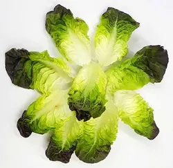 کاهو لیتل جم قرمز (برگ شده) Little Gem Lettuce