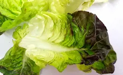 کاهو لیتل جم قرمز (برگ شده) Little Gem Lettuce