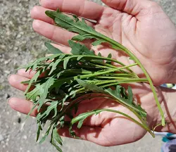 سبزی روکولا   Arugula-Rucola