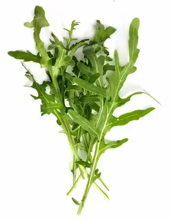 سبزی روکولا   Arugula-Rucola