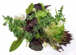 میکس سبزیجات سالادی   Salad Greens Mix