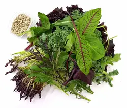 میکس سبزیجات سالادی   Salad Greens Mix