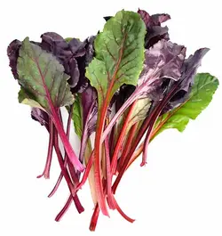 سوئیس چارد    Swiss Chard