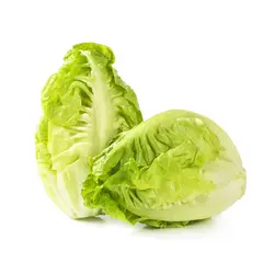 کاهو لیتل جم سبز(بوته ای) Little Gem Lettuce