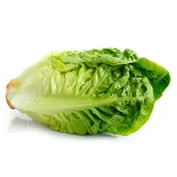 کاهو لیتل جم سبز(بوته ای) Little Gem Lettuce