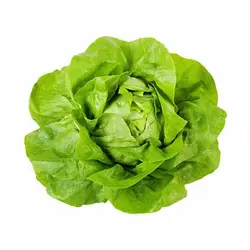 کاهو لیتل جم سبز(بوته ای) Little Gem Lettuce