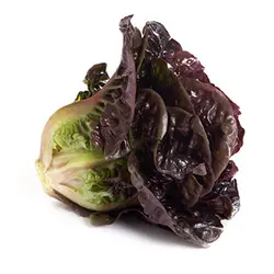 کاهو لیتل جم قرمز(بوته ای) Little Gem Lettuce