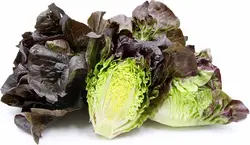 کاهو لیتل جم قرمز(بوته ای) Little Gem Lettuce