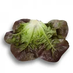 کاهو لیتل جم قرمز(بوته ای) Little Gem Lettuce