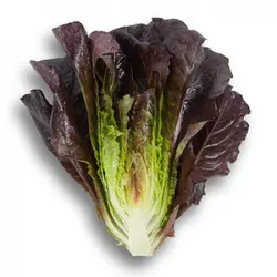 کاهو لیتل جم قرمز(بوته ای) Little Gem Lettuce