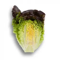 کاهو لیتل جم قرمز(بوته ای) Little Gem Lettuce