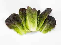کاهو لیتل جم قرمز(بوته ای) Little Gem Lettuce