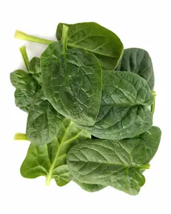 بیبی اسفناج   Baby Spinach