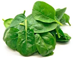 بیبی اسفناج   Baby Spinach