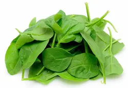 بیبی اسفناج   Baby Spinach