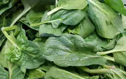 بیبی اسفناج   Baby Spinach