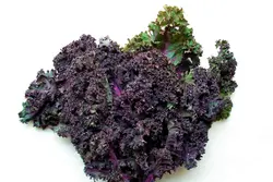 کیل قرمز Scarlet Kale