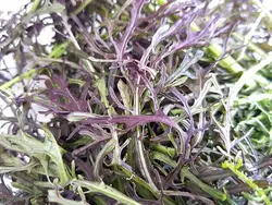 خردل ژاپنی  Ruby Streaks